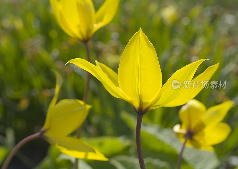 野生郁金香(Tulipa sylvestris)